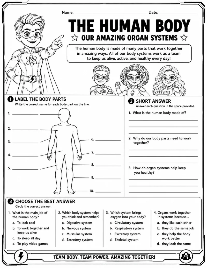 The Human Body: Our Amazing Organ Systems printable worksheet